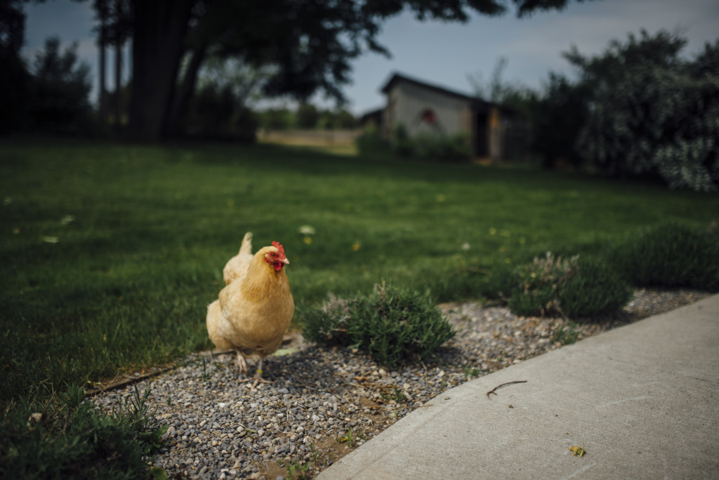 Away in the County, Cherry Valley