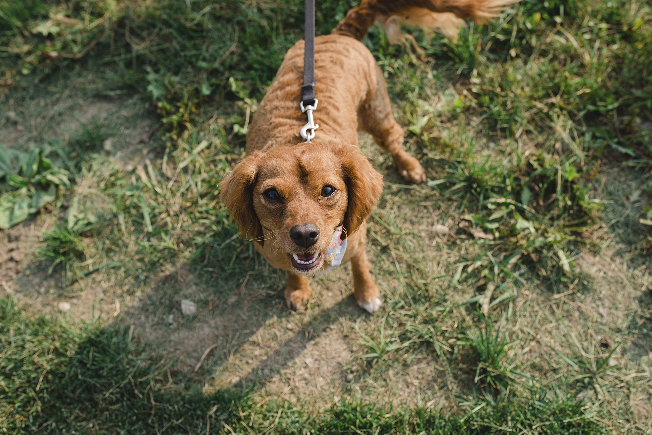 Prince Edward County wedding photographer