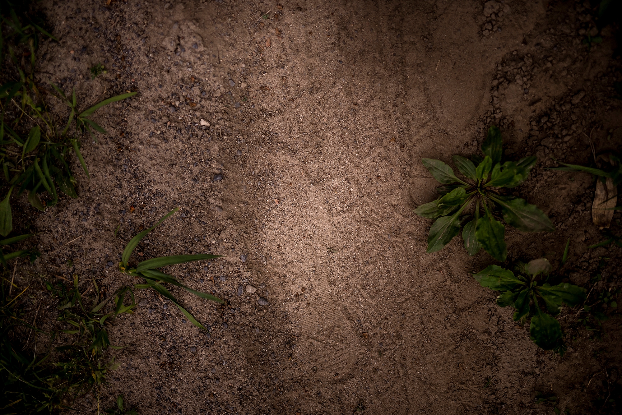 Prince Edward County wedding photographer