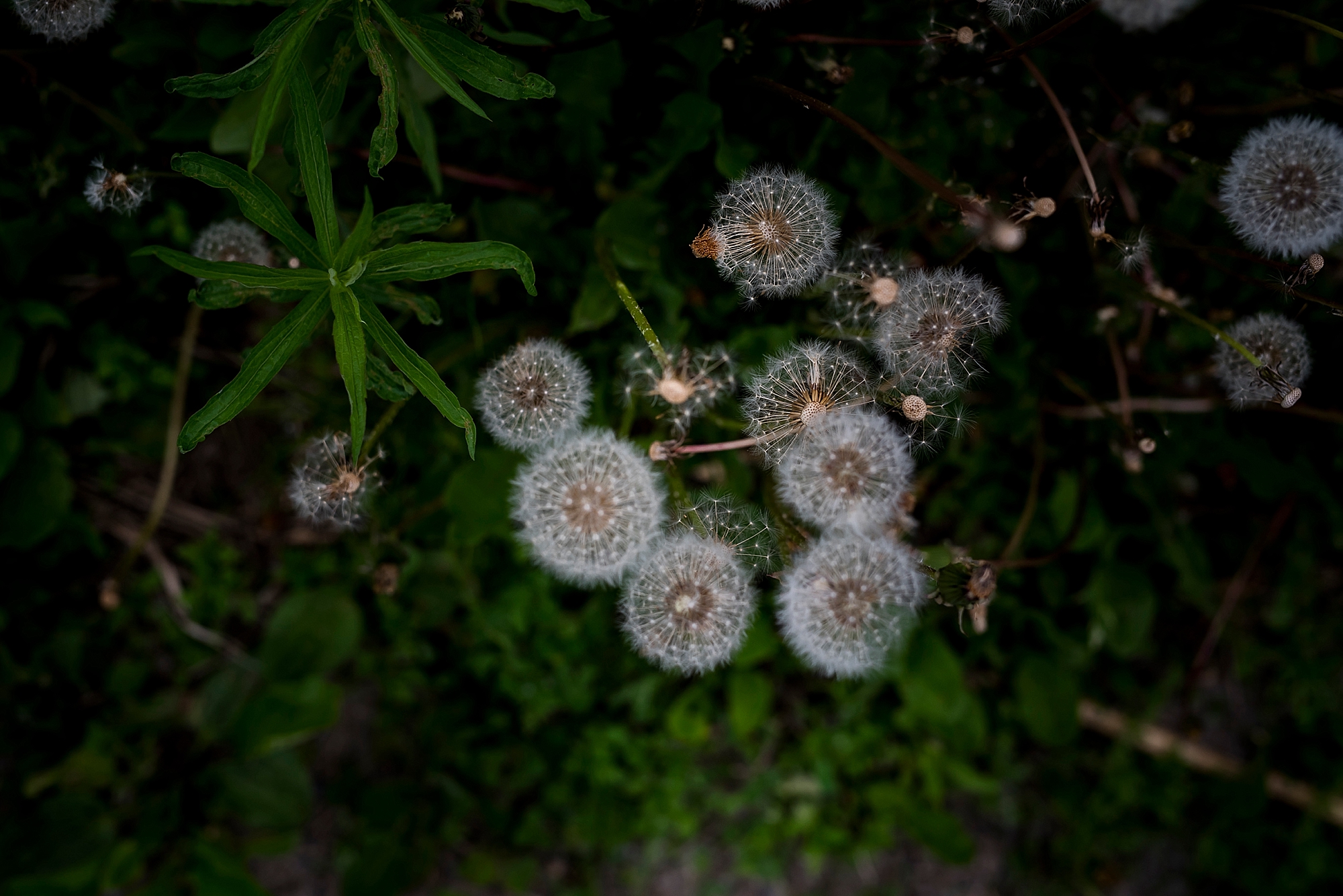 Fields on West Lake wedding