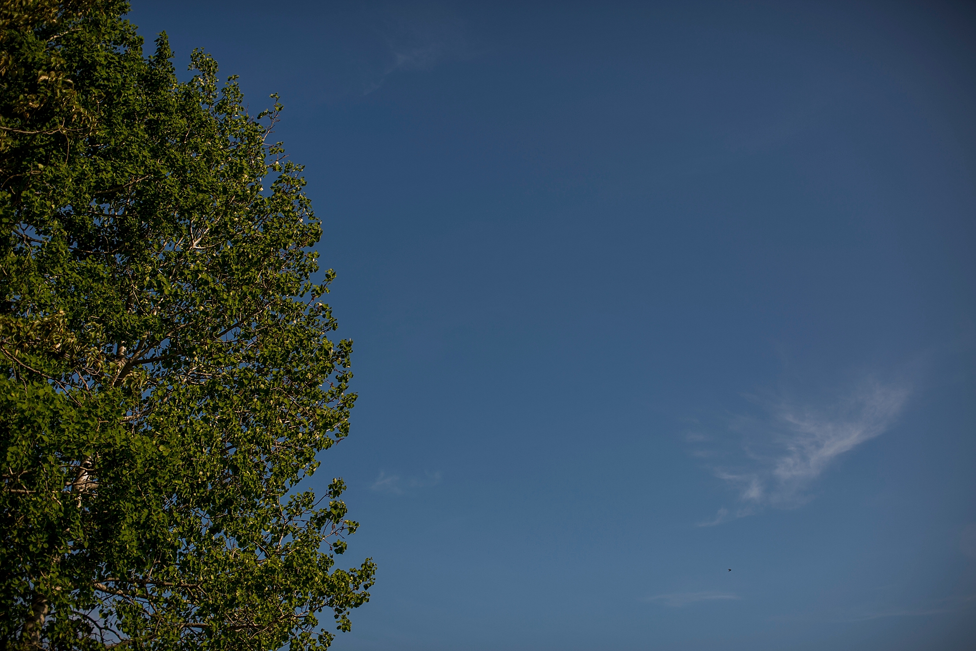 Fields on West Lake wedding