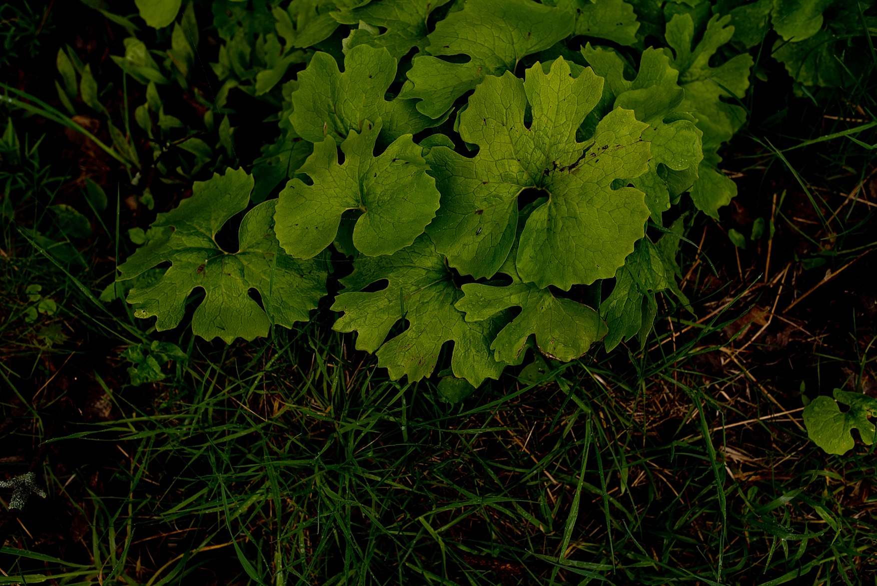 Sandbanks engagement photos