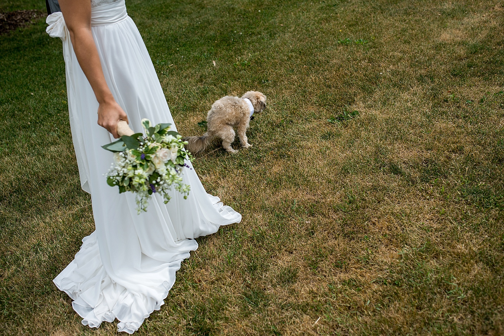 Dog at wedding